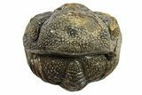 Wide Enrolled Morocops Trilobite - Morocco #296604-2